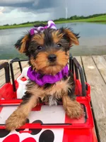 SPECKS, a male Yorkshire Terrier for sale in Palos Heights, IL – 8 of 10