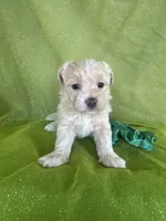 HICKORY, a male Maltipoo for sale in Palos Heights, IL – 2 of 10