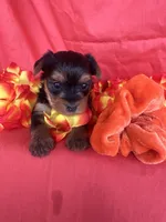 SHELBY, a female Yorkshire Terrier for sale in Palos Heights, IL – 1 of 10
