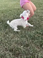 HATCHES, a female Maltipoo for sale in Palos Heights, IL – 6 of 10