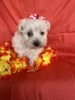 HATCHES, a female Maltipoo for sale in Palos Heights, IL – 7 of 10