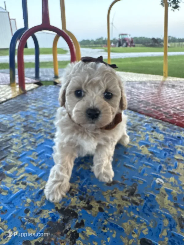 HARRIS  – Maltipoo puppy for sale in Palos Heights, IL