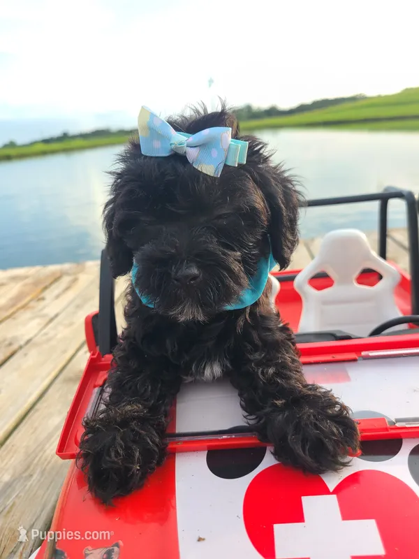 HUMMER – Maltipoo puppy for sale in Palos Heights, IL