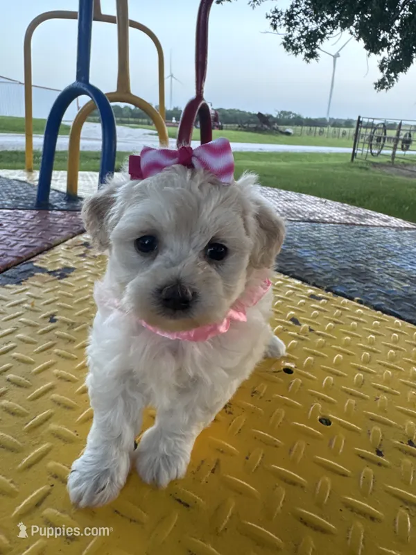 HOPPERS – Maltipoo puppy for sale in Palos Heights, IL
