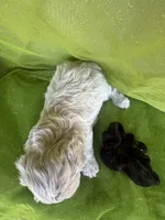 HARRIS , a male Maltipoo for sale in Palos Heights, IL – 3 of 10