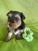 SHARKY, a male Yorkshire Terrier for sale in Palos Heights, IL – 10 of 10