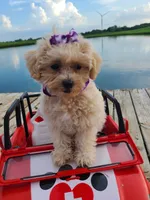 HIKER, a male Maltipoo for sale in Palos Heights, IL – 8 of 10