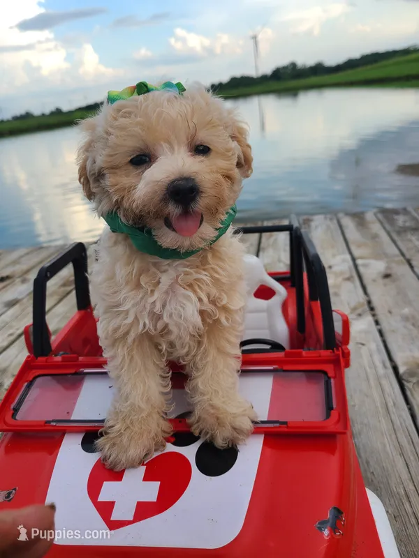 HICKORY – Maltipoo puppy for sale in Palos Heights, IL
