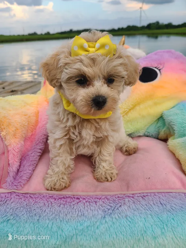 HARPS – Maltipoo puppy for sale in Palos Heights, IL
