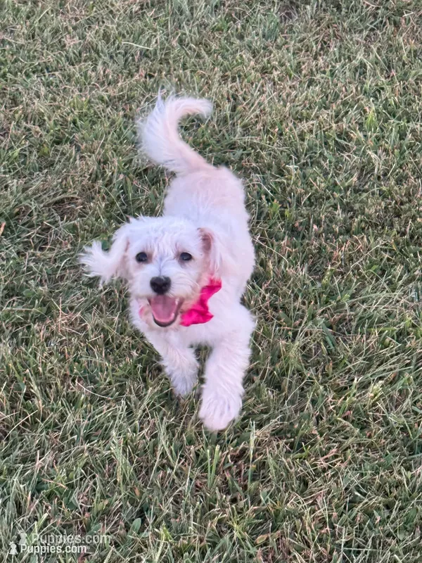 HATCHES – Maltipoo puppy for sale in Palos Heights, IL
