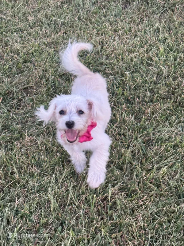 HATCHES – Maltipoo puppy for sale in Palos Heights, IL