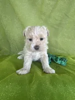 HICKORY, a male Maltipoo for sale in Palos Heights, IL – 4 of 10