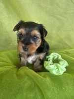 SHARKY, a male Yorkshire Terrier for sale in Palos Heights, IL – 4 of 10