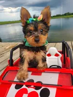 SAMPSON, a male Yorkshire Terrier for sale in Palos Heights, IL – 8 of 10
