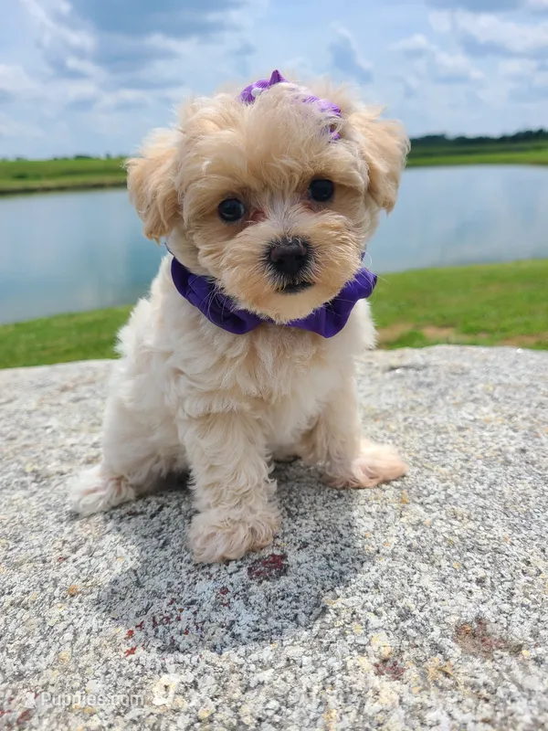 HIKER – Maltipoo puppy for sale in Palos Heights, IL