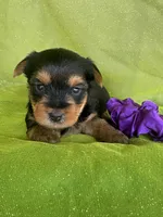 SPECKS, a male Yorkshire Terrier for sale in Palos Heights, IL – 8 of 10