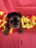 SHIRLEY, a female Yorkshire Terrier for sale in Palos Heights, IL – 4 of 10