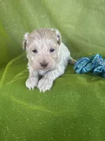 HUBS, a male Maltipoo for sale in Palos Heights, IL – 9 of 10