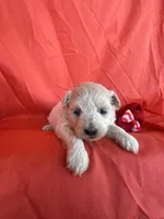 HARPS, a male Maltipoo for sale in Palos Heights, IL – 7 of 10