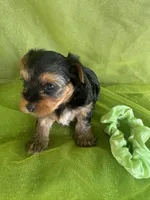 SHARKY, a male Yorkshire Terrier for sale in Palos Heights, IL – 2 of 10