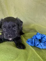 HUMMER, a male Maltipoo for sale in Palos Heights, IL – 10 of 10