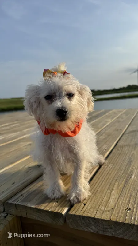 HATCHES – Maltipoo puppy for sale in Palos Heights, IL