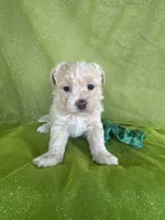 HICKORY, a male Maltipoo for sale in Palos Heights, IL – 7 of 10