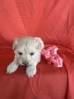 HOPPERS, a male Maltipoo for sale in Palos Heights, IL – 9 of 10