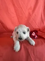 HARPS, a male Maltipoo for sale in Palos Heights, IL – 5 of 10