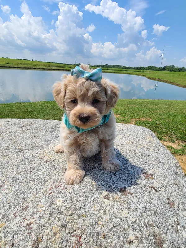 HARRIS  – Maltipoo puppy for sale in Palos Heights, IL