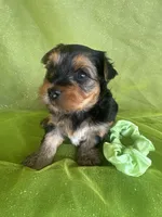 SHARKY, a male Yorkshire Terrier for sale in Palos Heights, IL – 6 of 10