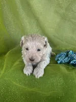HUBS, a male Maltipoo for sale in Palos Heights, IL – 4 of 10