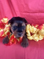 SHIRLEY, a female Yorkshire Terrier for sale in Palos Heights, IL – 6 of 10