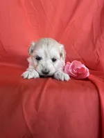 HOPPERS, a male Maltipoo for sale in Palos Heights, IL – 10 of 10