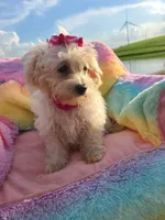 HATCHES, a female Maltipoo for sale in Palos Heights, IL – 3 of 10