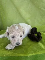 HARRIS , a male Maltipoo for sale in Palos Heights, IL – 1 of 10