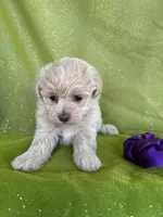 HIKER, a male Maltipoo for sale in Palos Heights, IL – 10 of 10