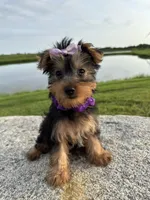 SPECKS, a male Yorkshire Terrier for sale in Palos Heights, IL – 10 of 10
