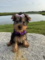 SPECKS, a male Yorkshire Terrier for sale in Palos Heights, IL – 3 of 10