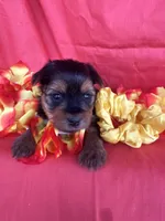 SHIRLEY, a female Yorkshire Terrier for sale in Palos Heights, IL – 7 of 10