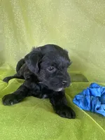 HUMMER, a male Maltipoo for sale in Palos Heights, IL – 9 of 10