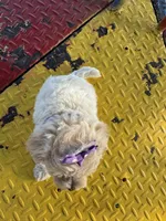 HICKORY, a male Maltipoo for sale in Palos Heights, IL – 5 of 10