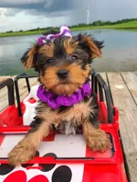 SPECKS, a male Yorkshire Terrier for sale in Palos Heights, IL – 10 of 10