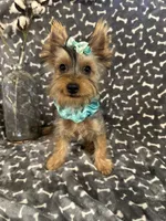 SPECKS, a male Yorkshire Terrier for sale in Palos Heights, IL – 10 of 10