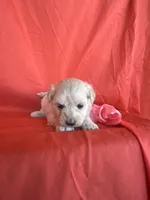 HOPPERS, a male Maltipoo for sale in Palos Heights, IL – 8 of 10