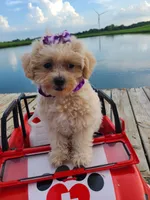 HIKER, a male Maltipoo for sale in Palos Heights, IL – 5 of 10