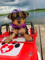 SPECKS, a male Yorkshire Terrier for sale in Palos Heights, IL – 7 of 10