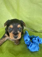 SAMPSON, a male Yorkshire Terrier for sale in Palos Heights, IL – 4 of 10