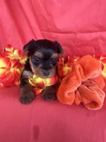 SHELBY, a female Yorkshire Terrier for sale in Palos Heights, IL – 9 of 10