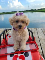 HIKER, a male Maltipoo for sale in Palos Heights, IL – 1 of 10